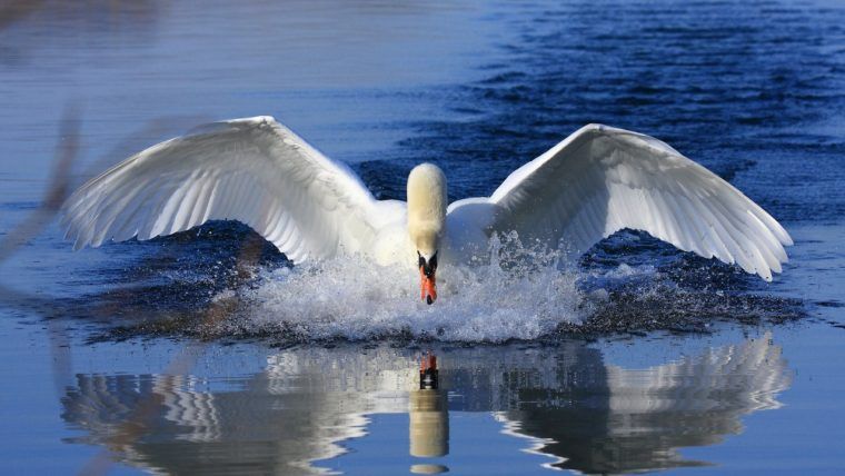 Swan Bitcoin对其法律顾问提起了诉讼。